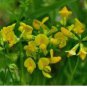 100 Seeds Black Medic Bright Yellow Flowers