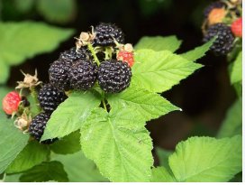 50 Seeds Black Raspberry Rubus Bush Fruit