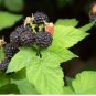 50 Seeds Black Raspberry Rubus Bush Fruit