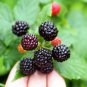 50 Seeds Black Raspberry Rubus Bush Fruit