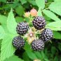 50 Seeds Black Raspberry Rubus Bush Fruit