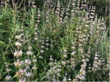 100 Seeds Black Sage