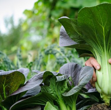10 Seeds Black Star Pak Choi