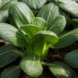 10 Seeds Black Star Pak Choi