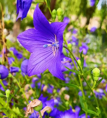 500 Seeds Blue Ballon Flower