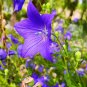 500 Seeds Blue Ballon Flower
