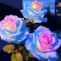 100 Seeds Blue Pink Rose