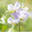 40 Seeds Blue Ripple Sweet Pea Lathyrus Odoratus