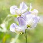 40 Seeds Blue Ripple Sweet Pea Lathyrus Odoratus