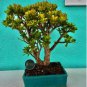 20 Seeds Bonsai Crassula Ovata Plant Bonsai Tree Plant