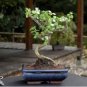 20 Seeds Bonsai Crassula Ovata Plant Bonsai Tree Plant