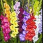 100 Seeds Bonsai Cut Gladiolus Flowers for Garden