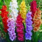 100 Seeds Bonsai Cut Gladiolus Flowers for Garden