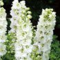 100 Seeds Bonsai Delphinium Seedling Muti-Color Delphinium Consolida Organic