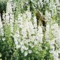 100 Seeds Bonsai Delphinium Seedling Muti-Color Delphinium Consolida Organic