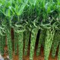 20 Seeds Bonsai Lucky Bamboo Plants Aquatic Plants