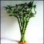 20 Seeds Bonsai Lucky Bamboo Plants Aquatic Plants