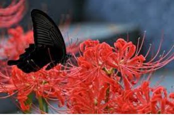 100 Seeds Bonsai Lycoris flor no Lycoris foco colores mixtos