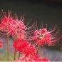 100 Seeds Bonsai Lycoris flor no Lycoris foco colores mixtos