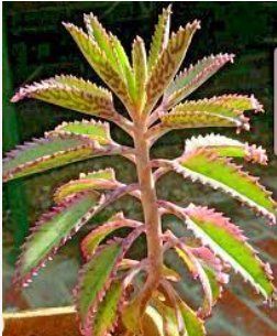 100 Seeds Bonsai Mixed Longevity Flower Kalanchoe Semente Flor Novel Plants