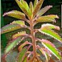 100 Seeds Bonsai Mixed Longevity Flower Kalanchoe Semente Flor Novel Plants