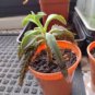 100 Seeds Bonsai Mixed Longevity Flower Kalanchoe Semente Flor Novel Plants