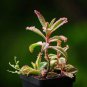 100 Seeds Bonsai Mixed Longevity Flower Kalanchoe Semente Flor Novel Plants