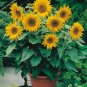 20 Seeds Bonsai Short Sunflowers