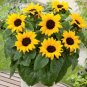 20 Seeds Bonsai Short Sunflowers