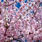 10 Seeds Bonsai Tree Japanese Sakura