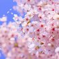 10 Seeds Bonsai Tree Japanese Sakura