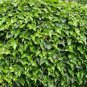 100 Seeds Boston Ivy Bonsai Ivy