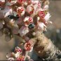 5 Seeds Boswellia serrata Indian Frankincense Salai Guggal