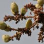 5 Seeds Boswellia serrata Indian Frankincense Salai Guggal