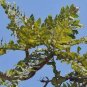 5 Seeds Boswellia serrata Indian Frankincense Salai Guggal