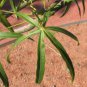 5 Seeds Brachychiton Rupestris Fresh