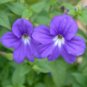 100 Seeds BROWALLIA Amethyst Flower Bush Violet Flower