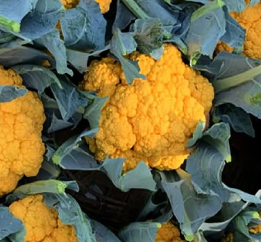 20 Seeds Broccoli, Mixed PurpleRomanescoYellow