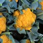 20 Seeds Broccoli, Mixed PurpleRomanescoYellow