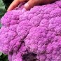 20 Seeds Broccoli, Mixed PurpleRomanescoYellow