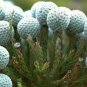 5 Seeds Brunia albiflora Brunia Laevis Garden Plants