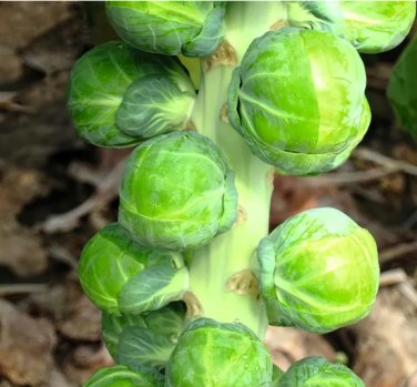 5 Seeds Brussels Sprout