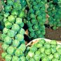 5 Seeds Brussels Sprout
