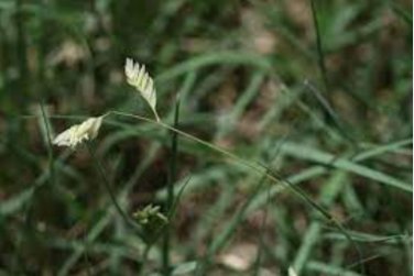 50 Seeds Buchloe Dactyloides Grass