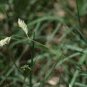 50 Seeds Buchloe Dactyloides Grass