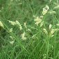 50 Seeds Buchloe Dactyloides Grass