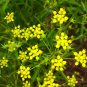 300 Seeds Bupleurum chinense