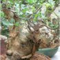 2 Seeds BURSERA hindsiana Fresh