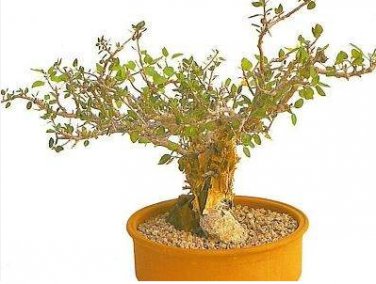 2 Seeds Bursera Schlechtendalii