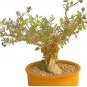 2 Seeds Bursera Schlechtendalii